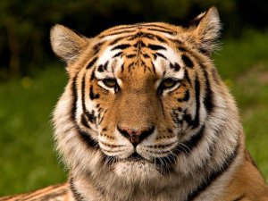 Годовой фэн шуй прогноз Водный Тигр 2022
